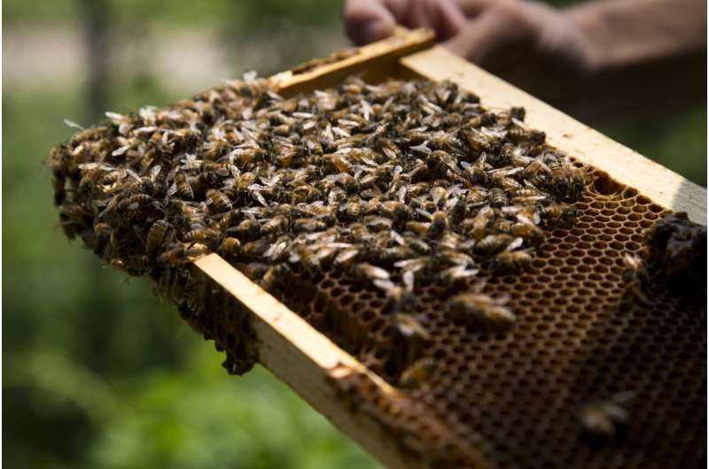 El microbio protege a las abejas melíferas de la mala nutrición, una causa importante de la pérdida de colonias