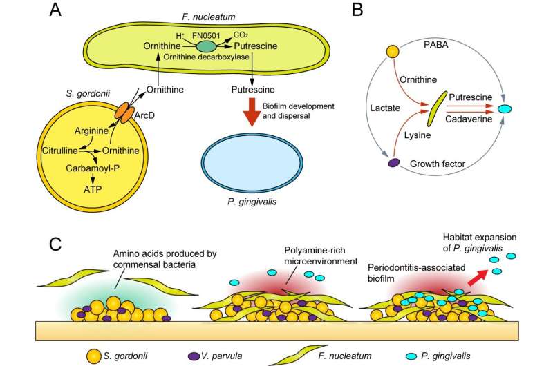 Microbial food chain: Nutritional interactions promoting periodontitis