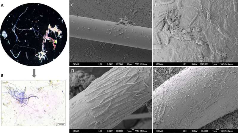 Microfibers in the Mediterranean Sea are floating homes for bacteria