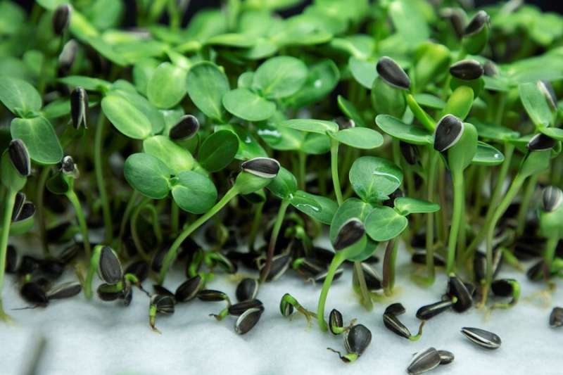 Microgreen vulnerability to pathogens characterized by researchers