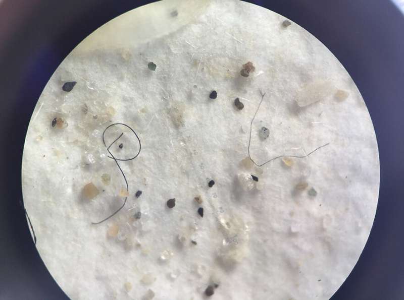 Microplastics found in commercial fish from southern New Zealand
