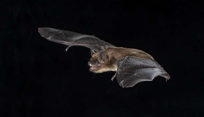 Microscopic inner ear structures reveal why major groups of bats echolocate differently