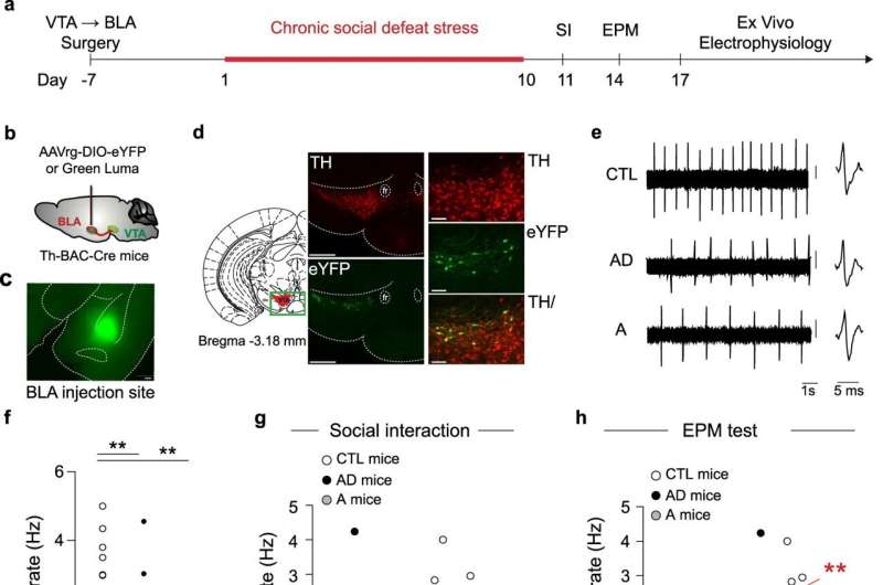 Midbrain projection to the basolateral amygdala encodes anxiety-like behaviors