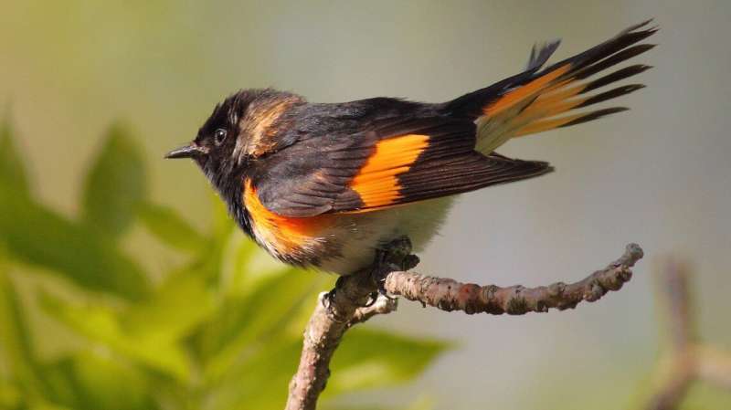Las aves migratorias atraídas por la luz se enfrentan a una mayor exposición a los productos químicos