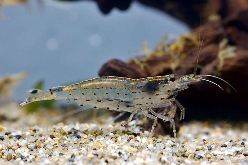 Migratory shrimp contribute significantly to the nutrient quality of streams and oceans
