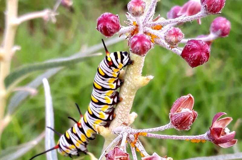 Milkweed species proves beneficial for monarch conservation