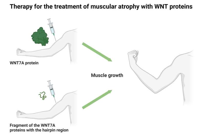 Mini but mighty—tiny messenger pieces help muscles grow
