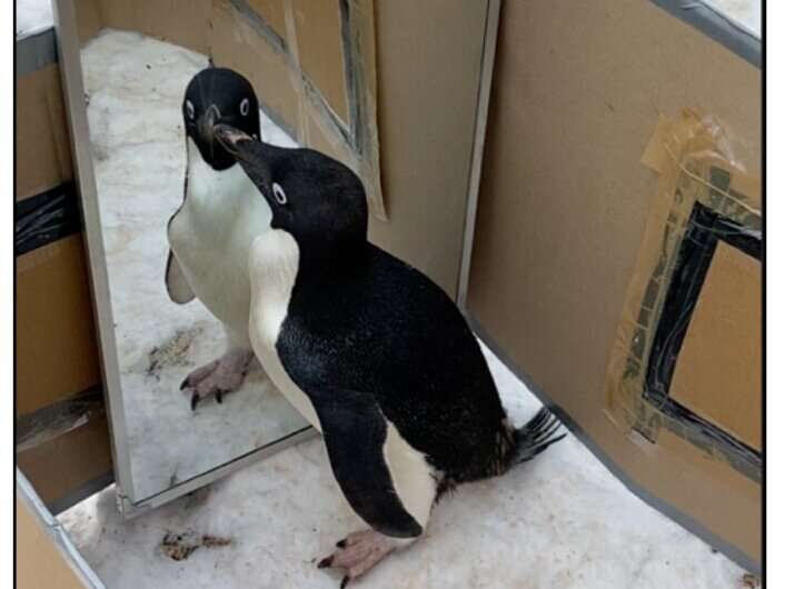 Mirror test of wild penguins suggests they may possess self-awareness