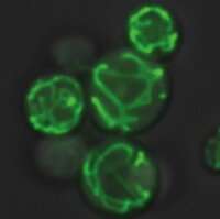 Mitochondria efficiently adapt to changing metabolic conditions
