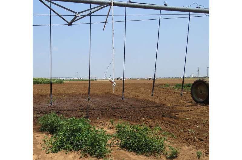 Mobile drip irrigation results in high yields, saves water in watermelon research