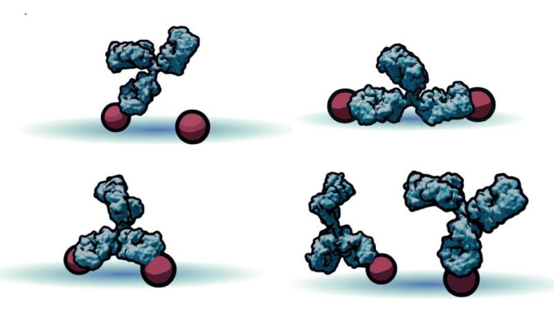 Model shows how antibodies navigate pathogen surfaces like a child at play