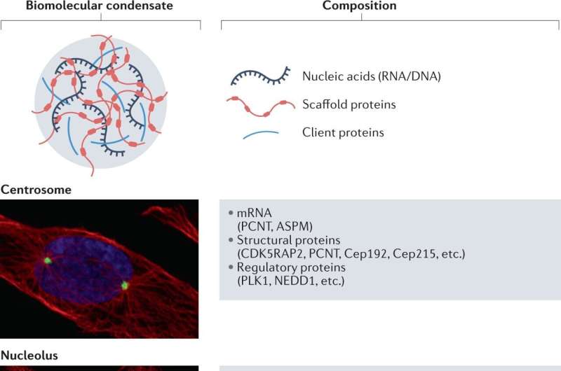 Modulating biomolecular condensates: A novel approach to drug discovery