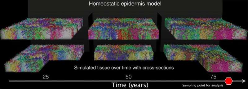 Moffitt researchers use computer modeling to understand how self-renewal processes impact skin cell evolution