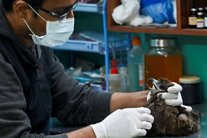 Mohammad Saud is one of the brothers who run Wildlife Rescue, a group devoted to injured predatory birds