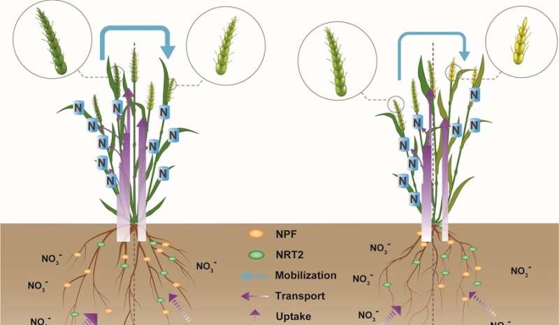 Molecular basis of high nitrogen use efficiency of wheat cultivar Kenong 9204