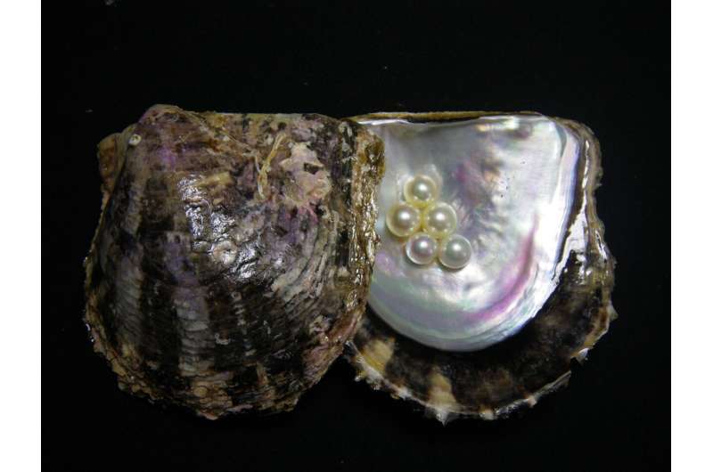 Molecular fingerprint behind beautiful pearls revealed