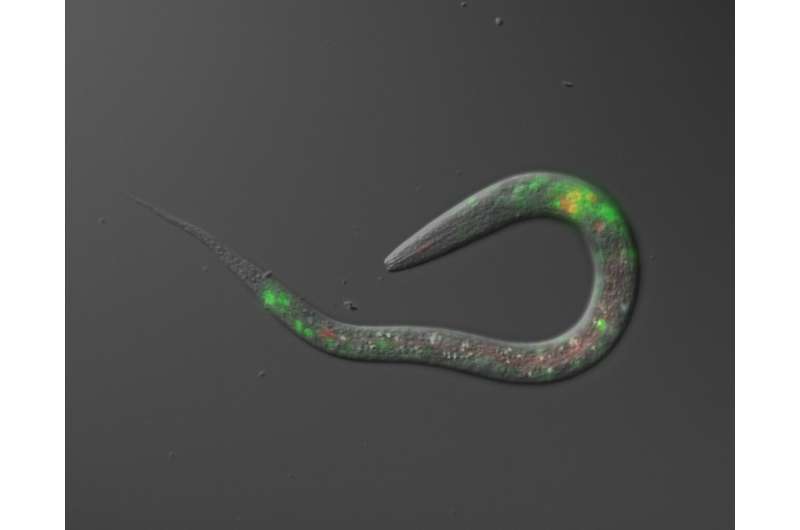 Molecular mechanism behind migration revealed in salt-seeking worms: Important role of the protein syntaxin in influencing nemat