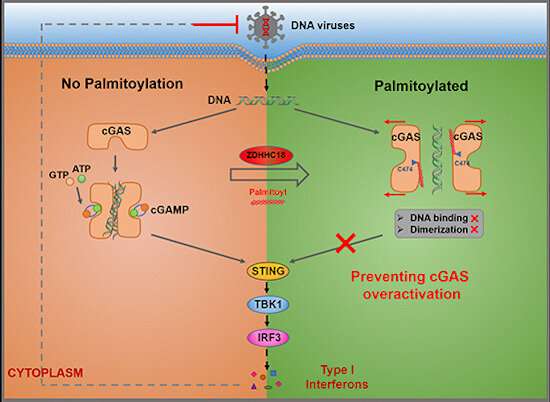Molecular mechanism of ZDHHC18-mediated palmitoylation of cGAS in innate immunity inhibition