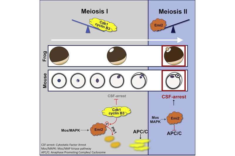 Molecular mechanism that controls a critical step in the meiotic division of egg cells