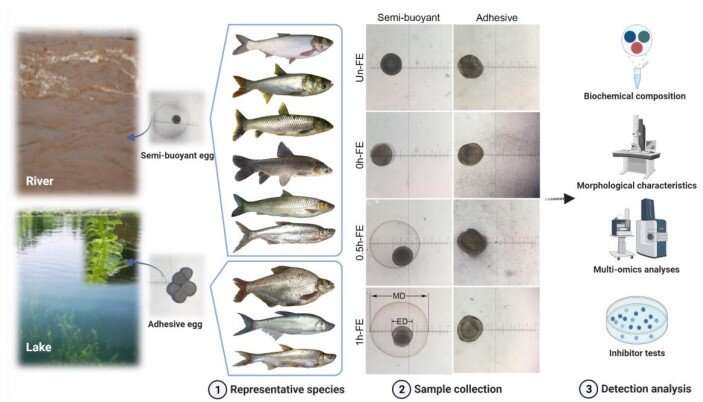 Molecular mechanisms of spawning habits for adaptive radiation of endemic East Asian cyprinid fishes