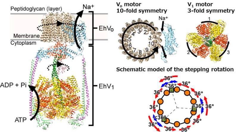 Molecular-motor specialists deepen our understanding of a rotary ion pump of the cell