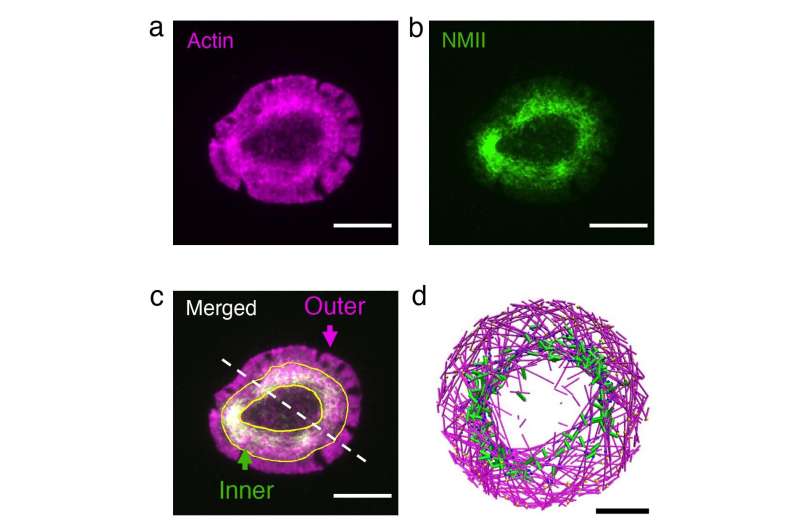 Molecular tug-of-war gives cells their shape