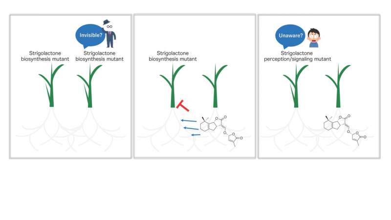 Molecules promoting plant-plant communication below ground? A New function of strigolactones!