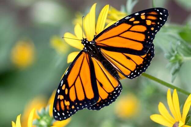 Monarch butterflies increasingly plagued by parasites