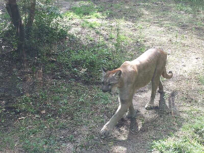Monitoring genetic mutations important for Florida panther management