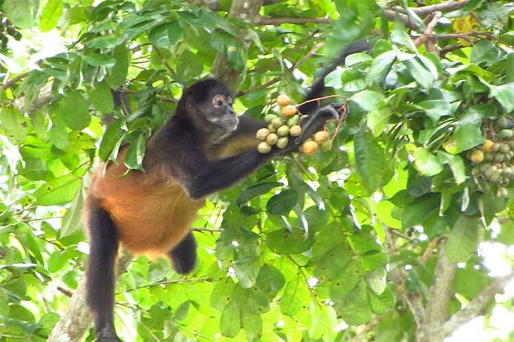 Monkeys often eat fruit containing alcohol, shedding light on our taste for booze