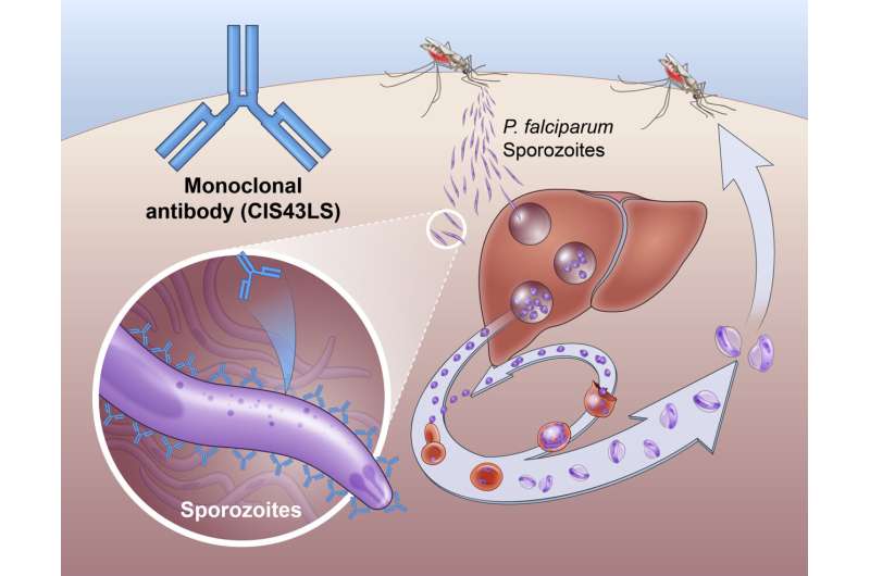 Monoclonal antibody prevents malaria infection in African adults
