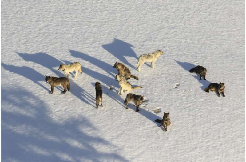 Montana menimbang had memburu serigala;  23 dari Yellowstone terbunuh