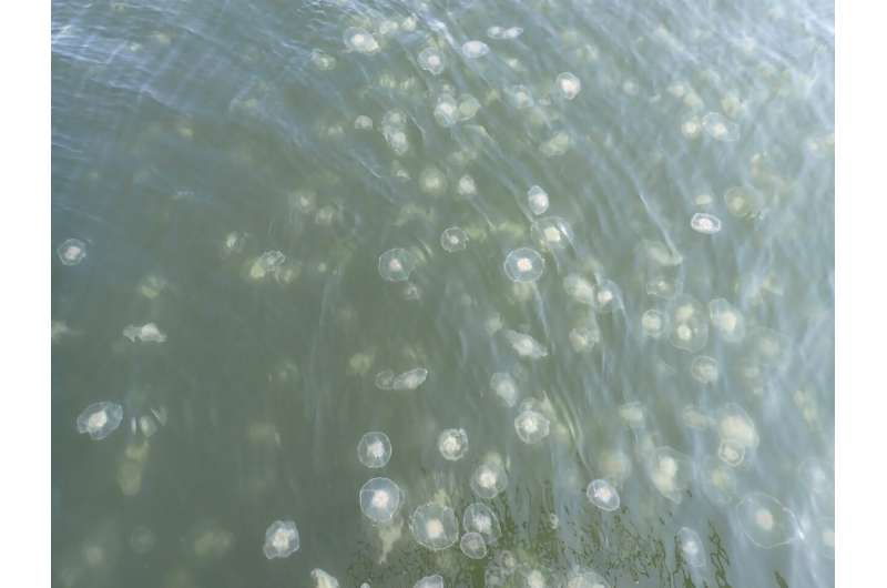 Moon jellyfish seems to be devouring zooplankton in Puget Sound