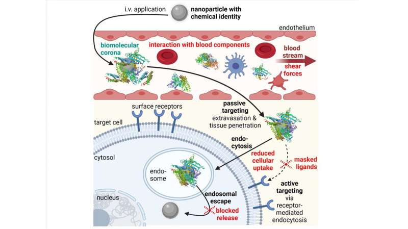 More predictive in vitro assays may improve nanomedicine