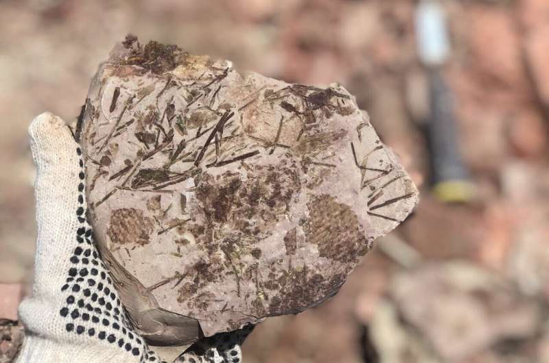 More than 100 fossils discovered in Brazilian paleontological site lost for 70 years