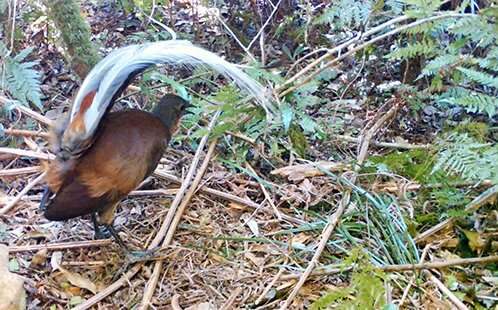 More than a mimic: New study finds male lyrebirds sample, compose and share songs