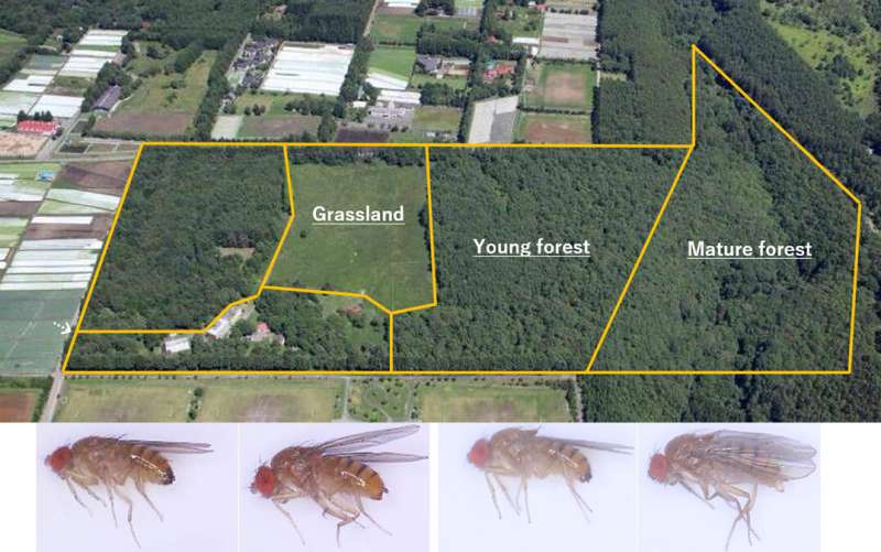 More than meets the fly: related species share space by (mostly) staying apart