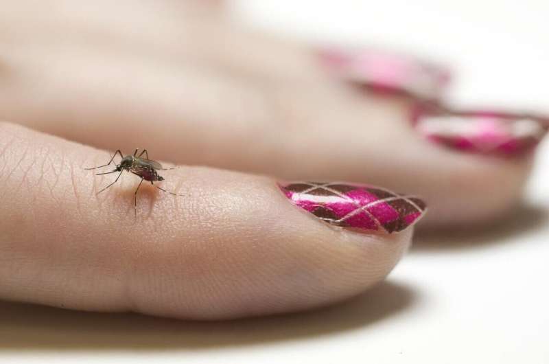 Mosquitoes are seeing red: These new findings about their vision could help you hide from these disease vectors