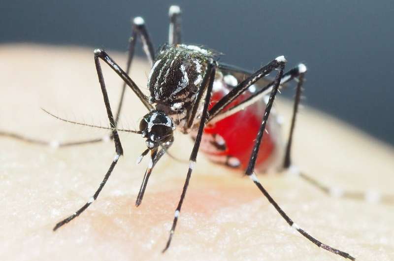 Mosquitos highly resistant to insecticides found in Vietnam and Cambodia