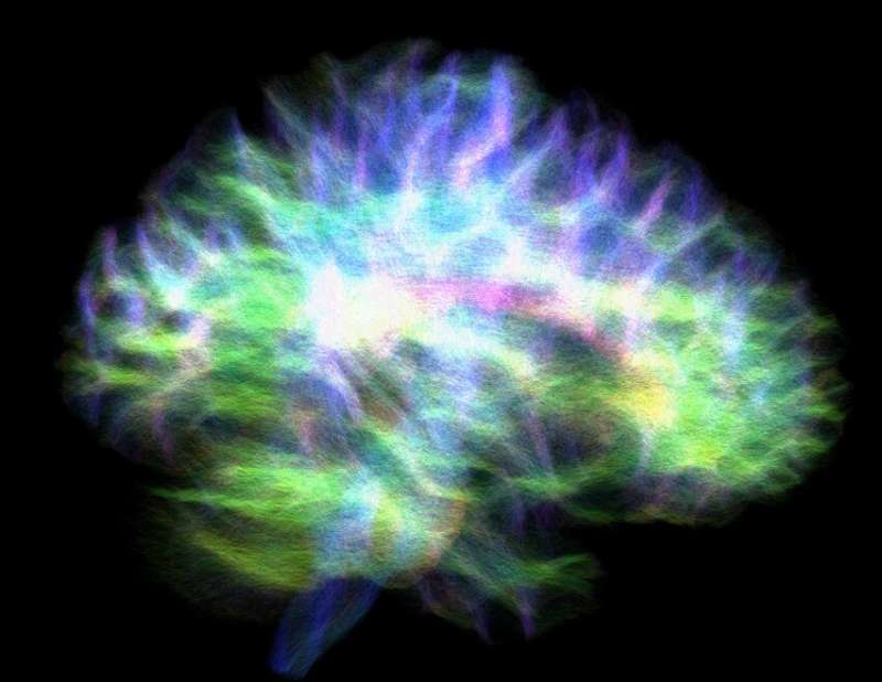 Most detailed map of brain's memory hub finds connectivity puzzle