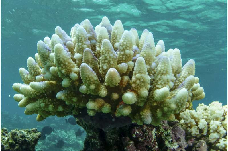 Most Great Barrier Reef coral studied this year was bleached