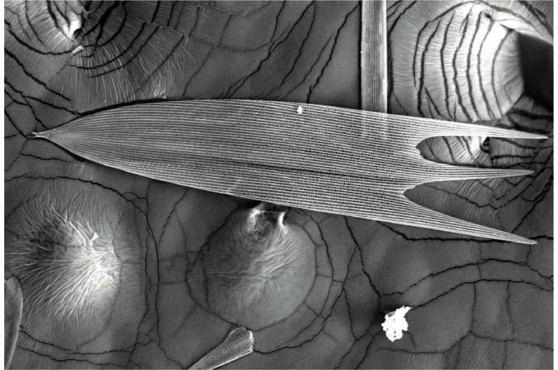 Tapet fonoabsorbant inspirat de aripi de molii la vedere după remorcă