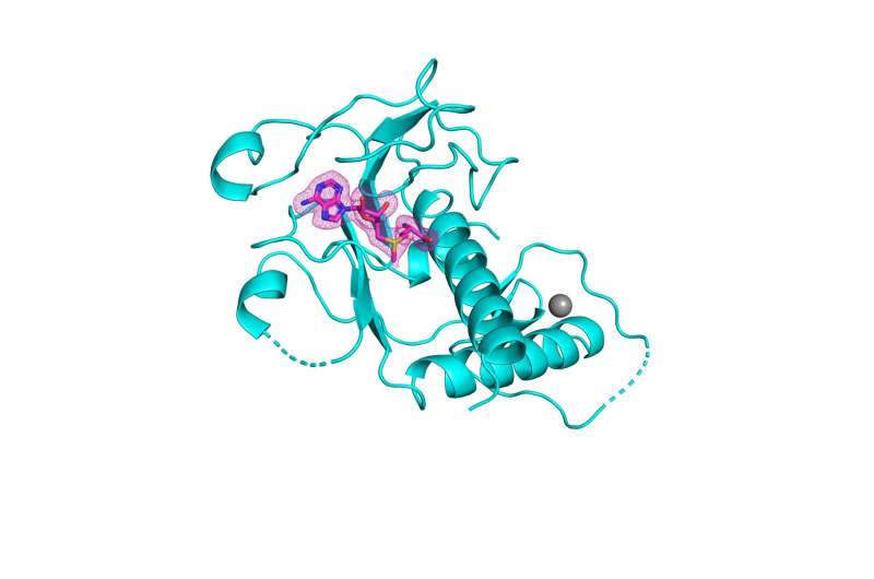 Mount Sinai researchers unravel the crystal structure of a key enzyme of SARS-CoV-2, paving the way for new antivirals