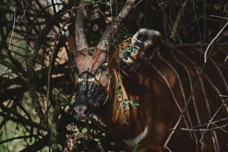 Mountain bongos were a sought-after trophy for colonial-era wildlife hunters and have also faced habitat loss, diseases introduc