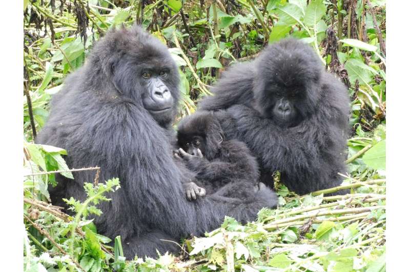 Mountain gorilla population growth related to group density and female movements