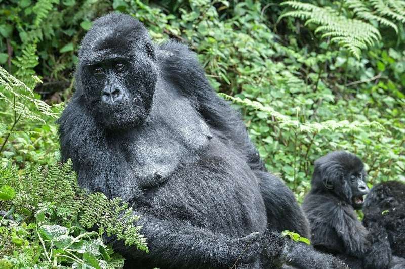 Mountain gorillas as under threat