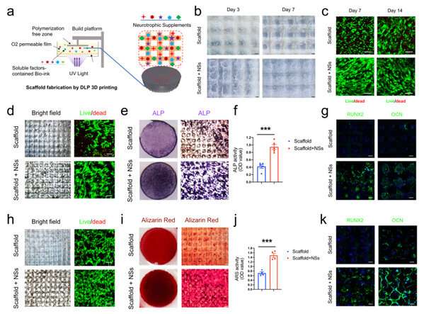 Msx1+ stem cells recruited by bioactive tissue engineering graft for bone regeneration