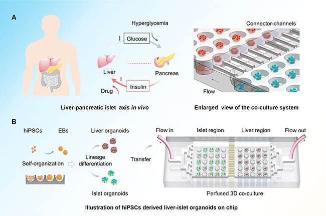 Multi-organoid system to simulate human liver-islet axis in normal and type 2 diabetes