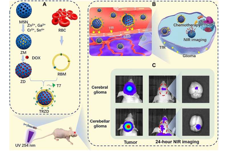 Multifunctional nanoparticle for diagnosis and treatment of glioma