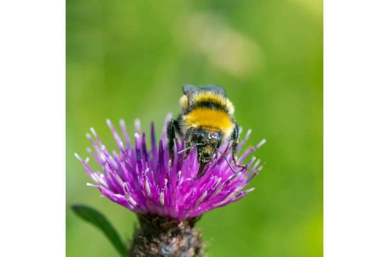 Multiple habitats need protecting to save UK bumblebees, finds 10-year citizen science study
